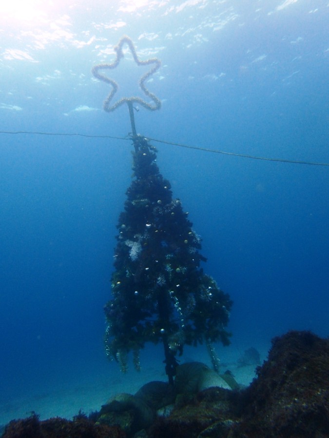 12 19 富戸 今年のクリスマスツリーを飾るナンヨウツバメウオ幼魚 東伊豆 富戸 神子元島ダイビングスクール ガイドサービス