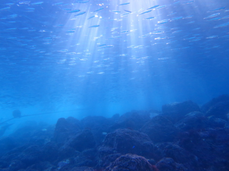 １２ １６ 青い海はやっぱり最高 伊豆 東伊豆 富戸のダイビング スクール ダイビング ガイドサービス Dolphinwave ドルフィンウエーブ